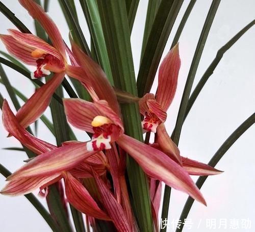 曾争相抢购的兰花，现白菜价，花色鲜红，落地就生根，是兰花铭品