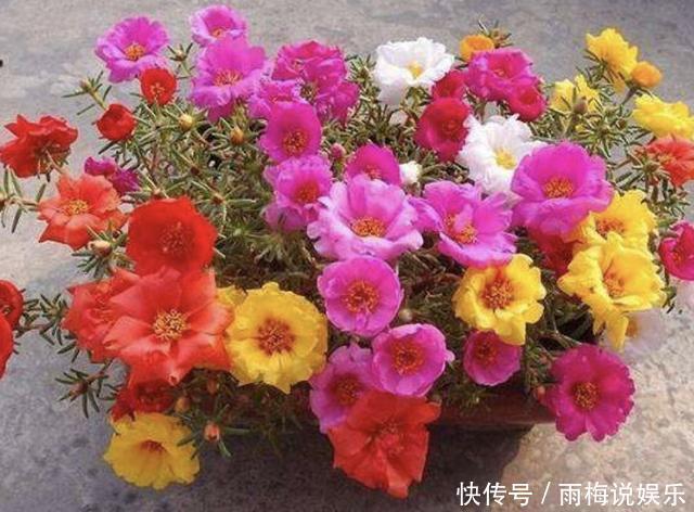 夏天还买花5种花枝条“折1根”,扔花盆里,萌发“小根系”