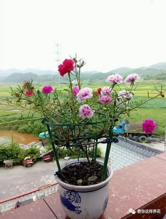 1个小窍门，普通的太阳花也能养成万元盆景老桩，邻居纷纷来学！