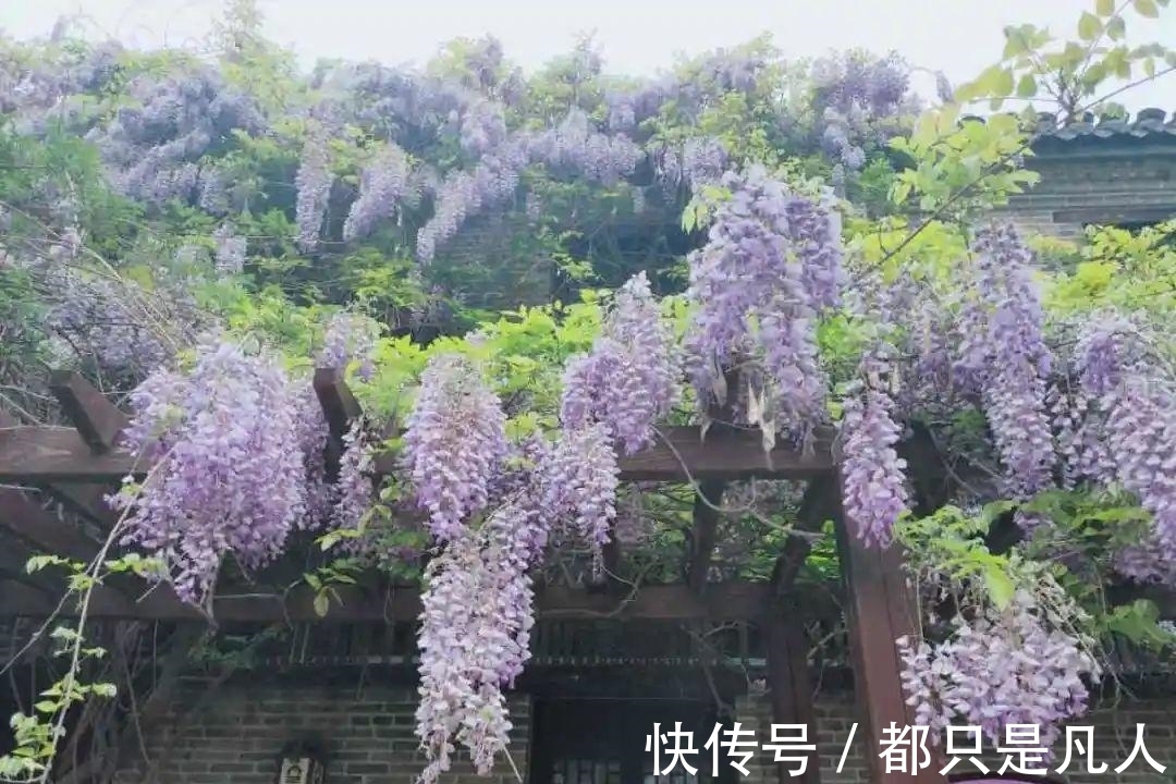 “寿命长”的10种花,寓意好,格调高,老人见了眉开眼笑!