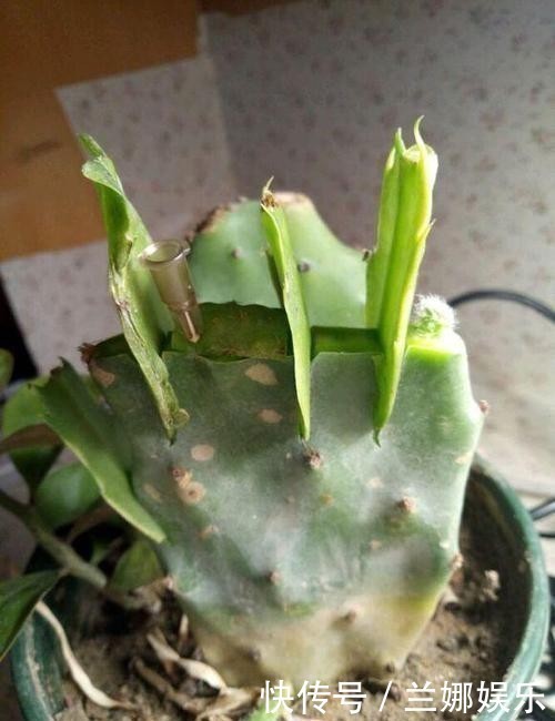 嫁接蟹爪兰选对了时间,就等于成功了一半