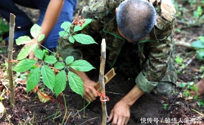 为什么老人们说“千年人参”会跑？难不成它们真的会跑吗？