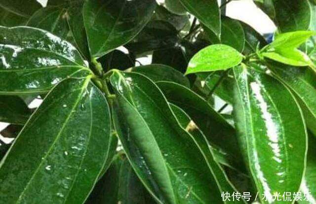 幸福树|平安、幸福和发财,这3种花全有了,寓意好极了,盆景更具观赏性