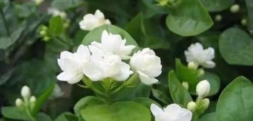 层叠群花|茉莉花有4喜,了解掌握,开出层叠群花,满屋都是花香