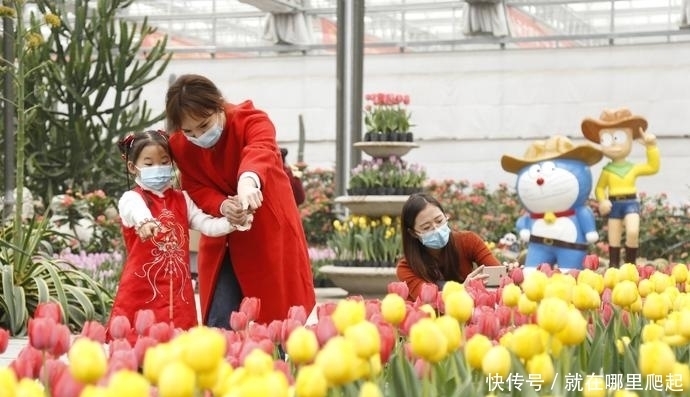 老年|(社会)河北邢台:郁金香盛开迎客来