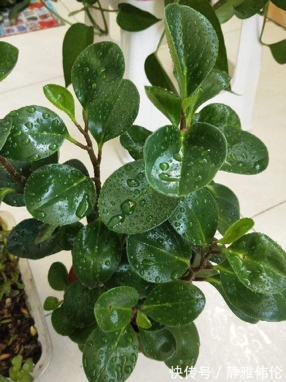 矿泉水瓶|8种花现在扦插,成活率超高,一周就生根