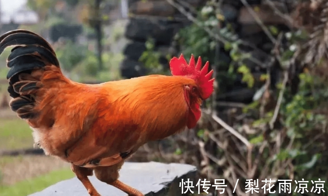 诗歌$老农模仿《咏鹅》写下《咏鸡》,全诗仅18个字,却获国家级文学奖