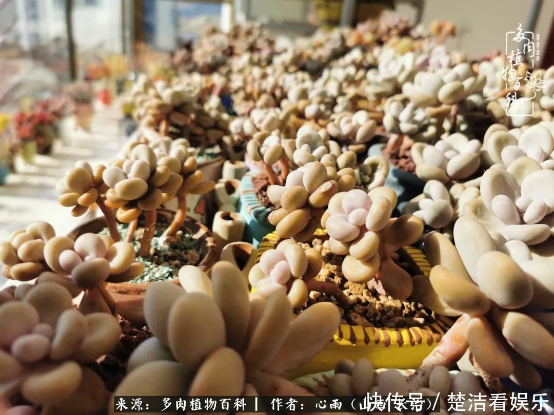 三色堇|懂得珍惜的人,才值得拥有更多美好的事物!养多肉也是如此!