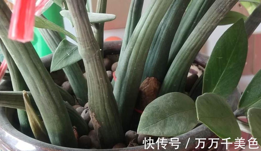 金钱树不会浇水的，赶紧瞧过来哦，分享详细教程