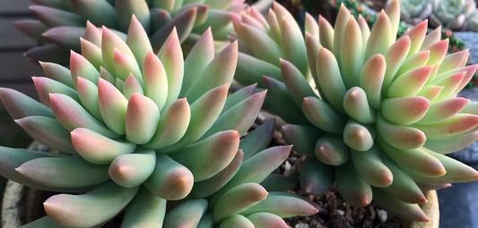 养了两年的千佛手,不长侧芽,直接砍了,结果爆了很多侧芽