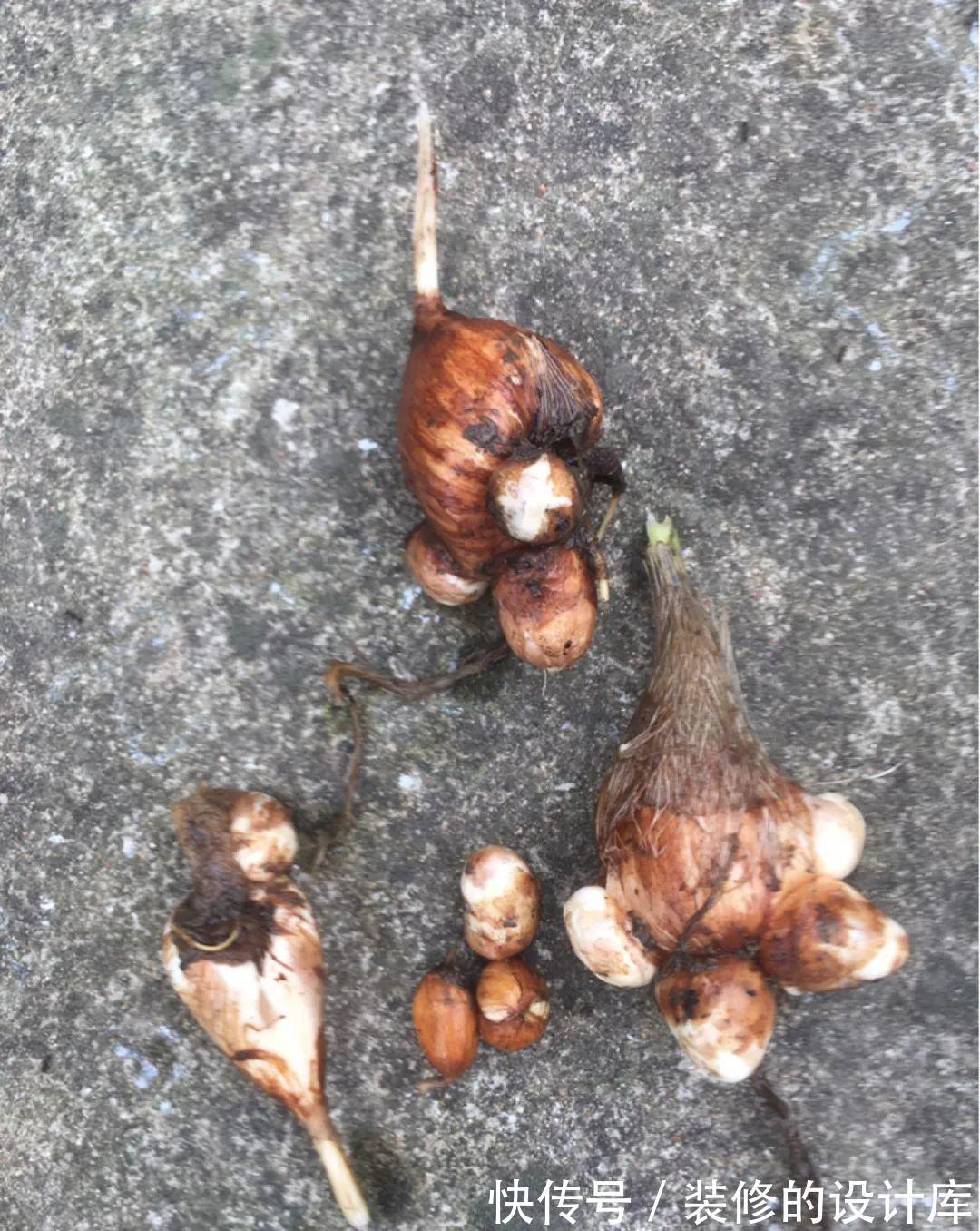 芦荟|8种花像“老母猪”，种一棵，生一窝，多得没地方养