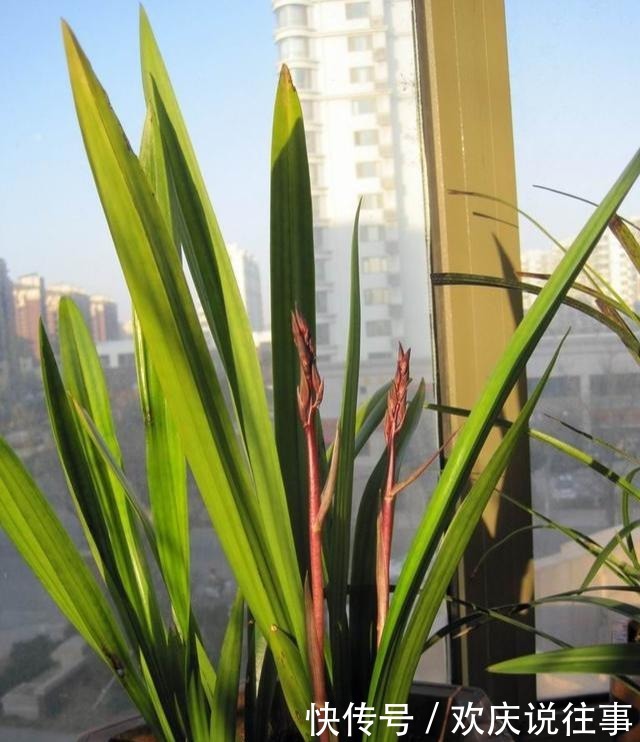 报岁|让人一眼就爱上的兰花,不娇不媚,清新脱俗,报岁香兰,墨兰企黑