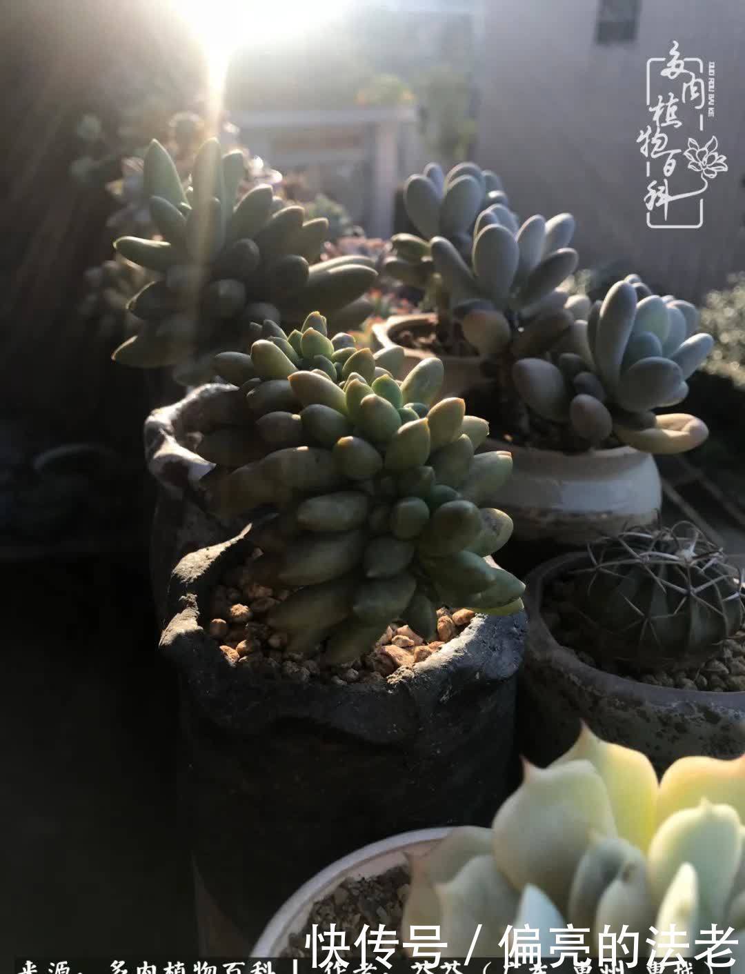 养花|一种爱好就是一种境界，养花养多肉可以培养一个人的心境！