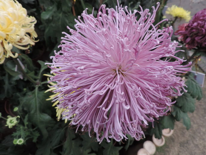 喜欢菊花，不如养盆“珍品名菊”黄浦锦秀，花型丰满，富贵华美