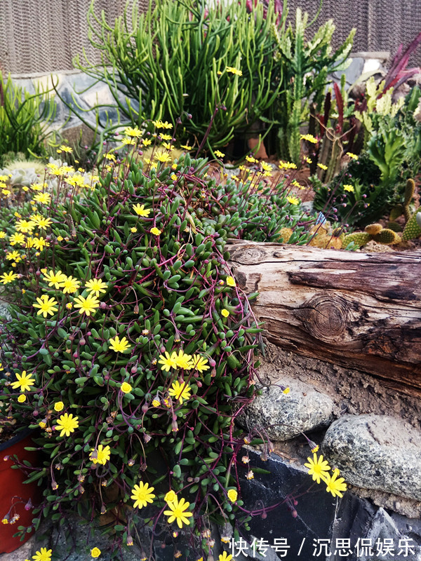 紫玄月|多肉植物紫玄月，好养如绿萝，爆盆后像瀑布，开花勤快，值得入手