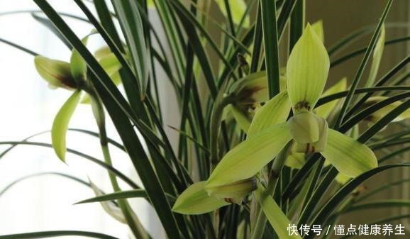 养兰花牢记“2勤、1控制”,即使养在塑料桶里,也能满盆冒花苞!