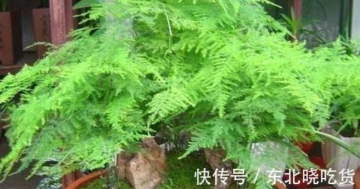 入冬后,家里的文竹,茶花总掉叶,学会这些小方法,让叶子更油绿