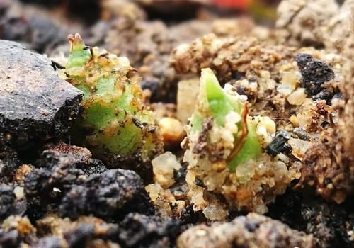 树桩|促使兰花发芽的方法,离不开3个要素,20天就见效