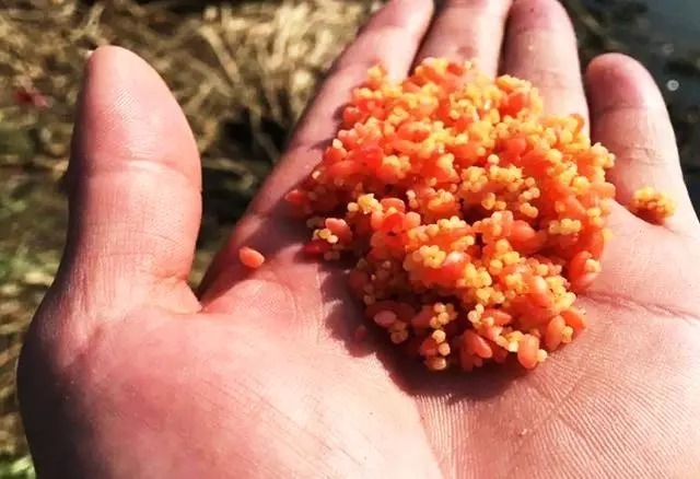 晚秋钓鲫鱼打窝的3大忌,打窝打对了才能爆护!