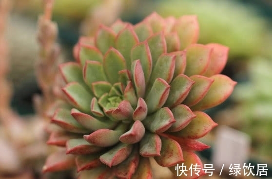 多肉密叶莲徒长不好看?教你3个小妙招,密叶莲叶片橙红美丽动人