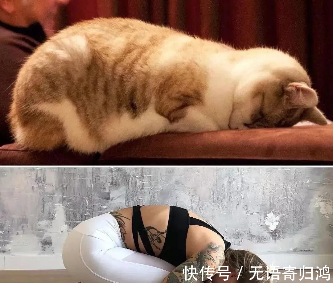 瑜伽|如果动物也“瑜伽”是什么样子？这只熊猫也太萌了