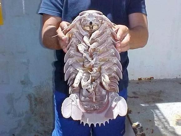 海鲜|渔民整理的海鲜大全,以后再也不怕不认识海鲜了