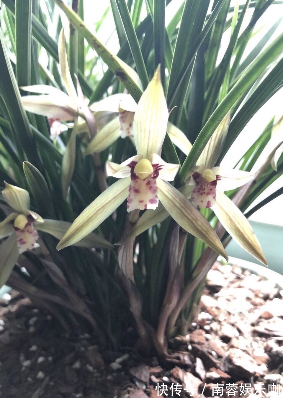 杜鹃花|养不好5种植物,就要赶紧“跳坑”,不然买多少、死多少