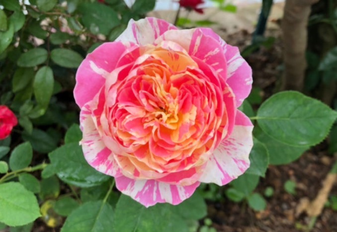 盘点最受欢迎的24种月季花，长得快、开花多，养了会上瘾！