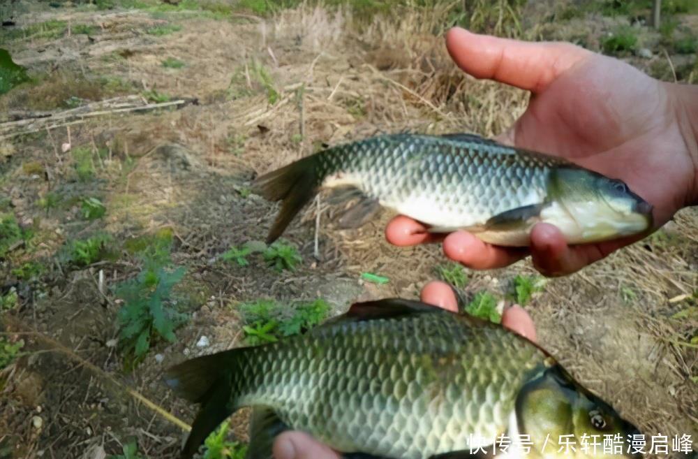  买鲫鱼，要分清“工程鲫”和“土鲫”，差别很大，买错浪费钱