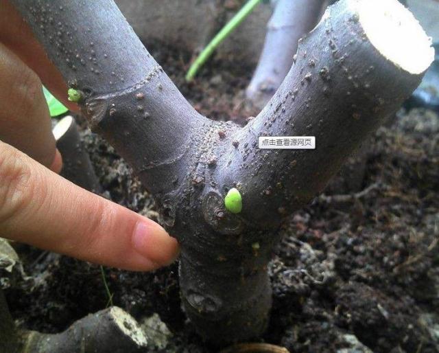 想要扦插无花果，此“4个技巧”让成活率翻倍，花友们都知道吗