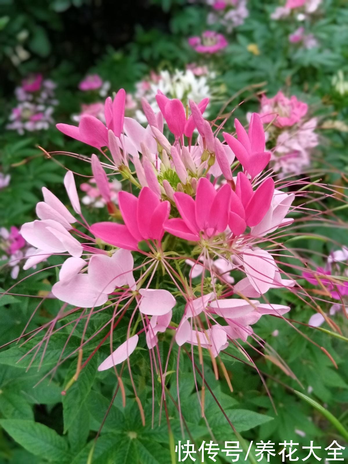 80种常见花，花谱整理好了，以后识花不求人