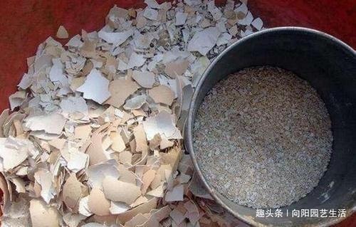 鸡蛋壳是宝贝,养花达人都在用,做成花肥养花,还能杀虫灭菌