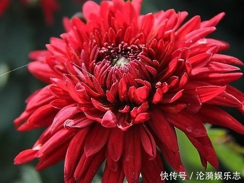 富贵|家养“花王”,比牡丹好养,比菊花富贵,一开150天,花语真爱