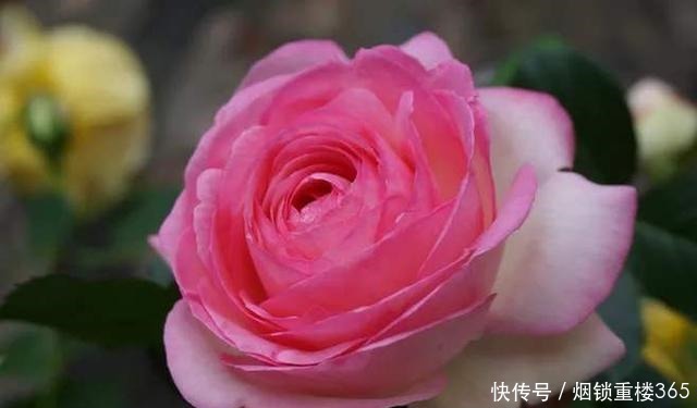 春天养月季最重要的是什么做好几点，叶片油绿开花多