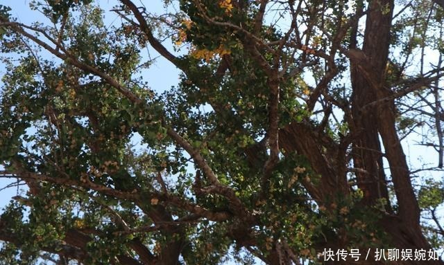 中年|一棵“五百年”银杏树的秋天和冬天, 在栖霞荆子埠村