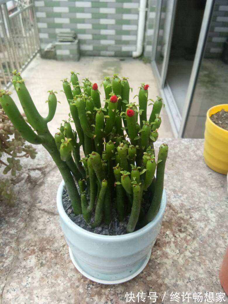 花友|养棵多肉美滋滋,谁知是家中潜藏的毒虫,不知道吃大亏!