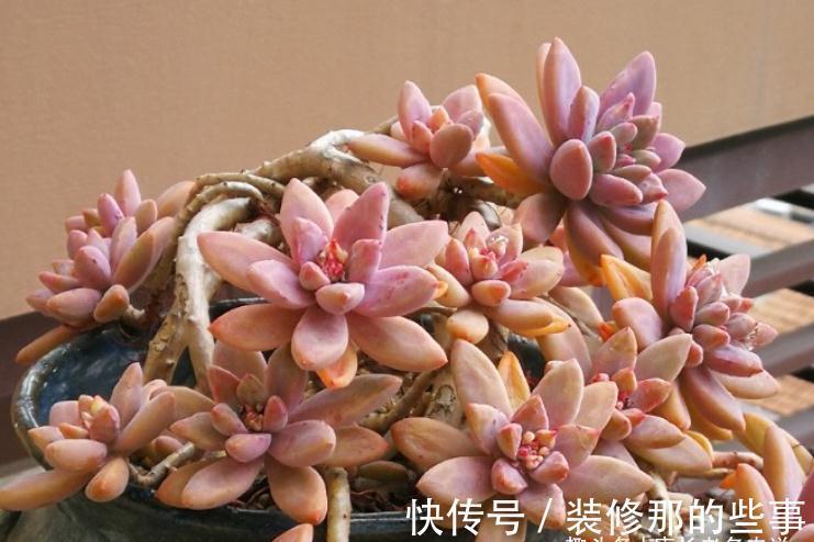 没有颗粒的多肉土易板结,而盆土板结又会对多肉造成3种不利影响