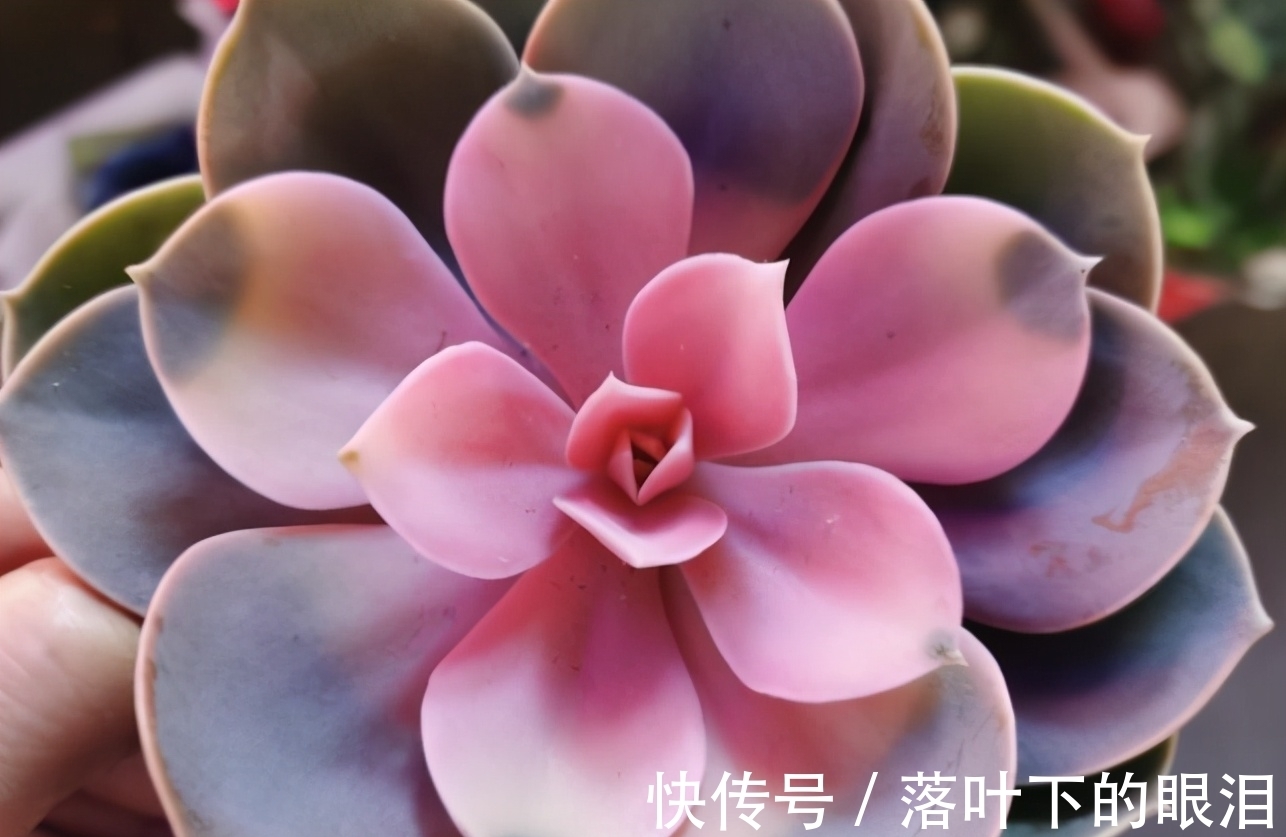 这些多肉新手买一盆死一盆,已被肉友拉进“黑名单”,买了浪费钱