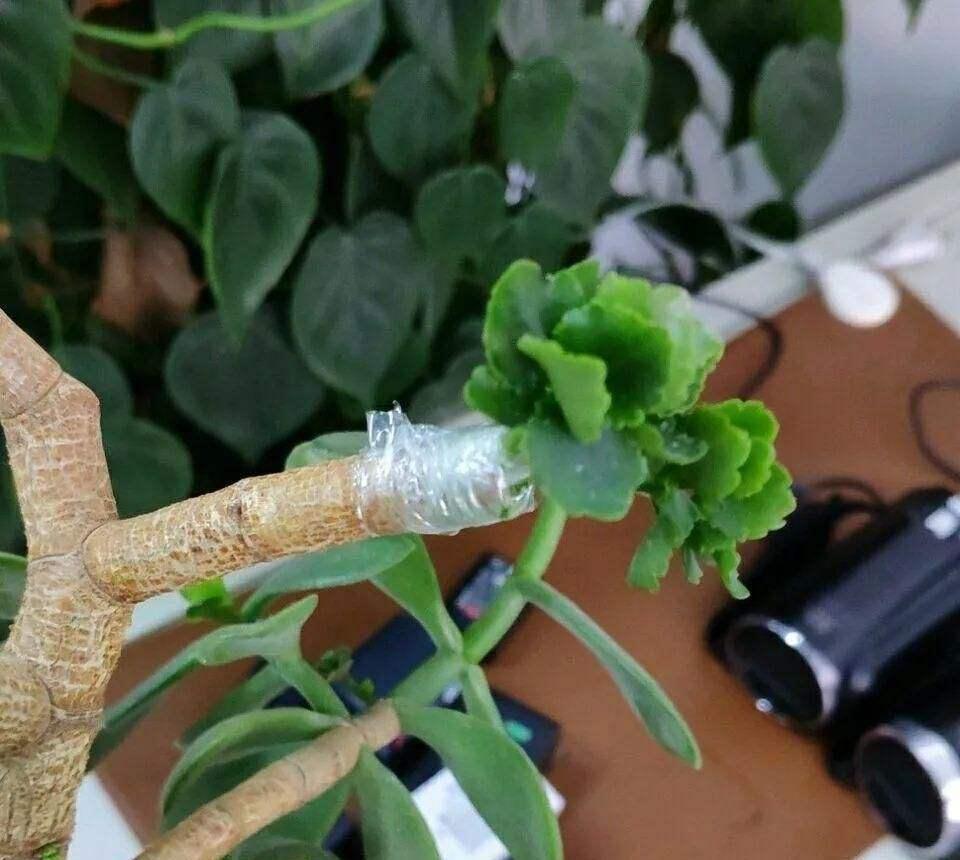 玉树砍一刀,插上长寿花,10天就成活,5个花色轮番开,变大花树