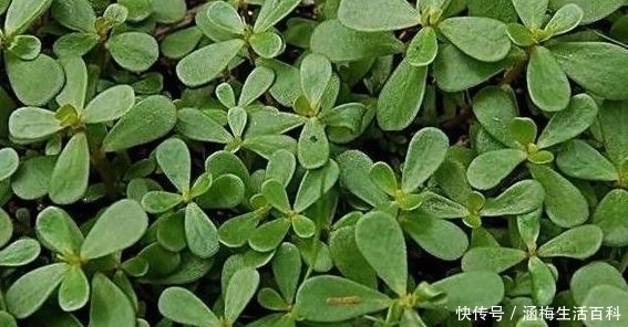 劳苦人|农村曾经的野菜，劳苦人的救命菜，如今被誉为“长寿或长命菜”