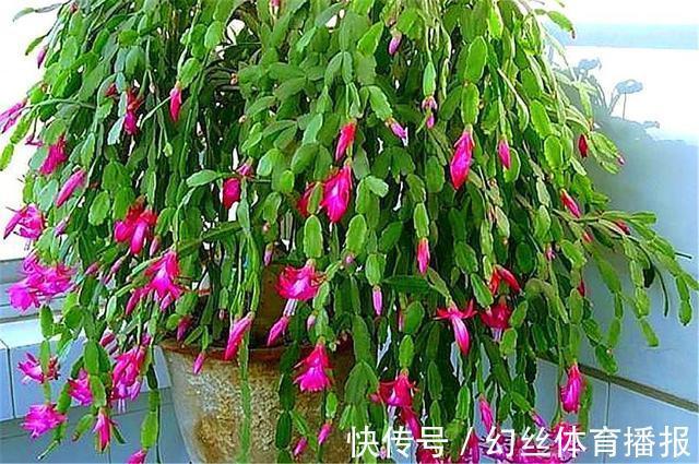 养护|蟹爪兰花后养护很重要,仅仅修剪还不够,做好这4点,开花大又多