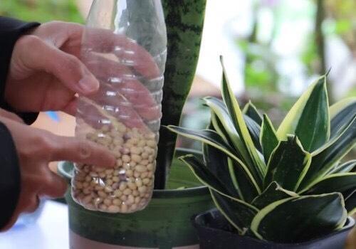 秋天养虎皮兰,盆里放一点它,叶肥厚苍翠,侧芽多,越长越旺盛