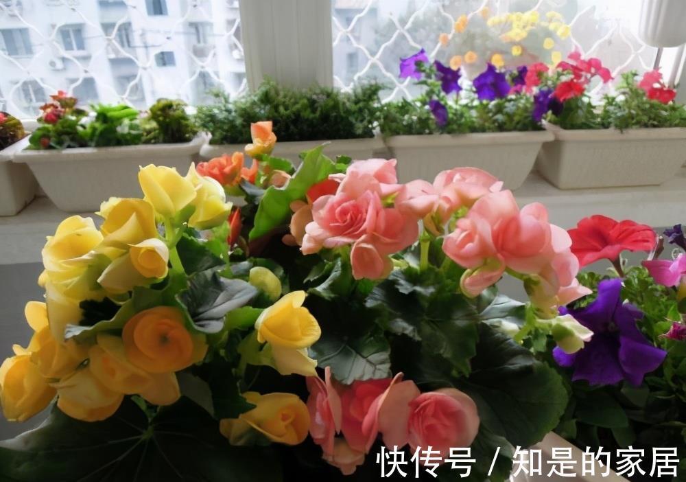 软腐病|5种花美则美矣,就是不好养,没有四五年的养花经验,越养越闹心