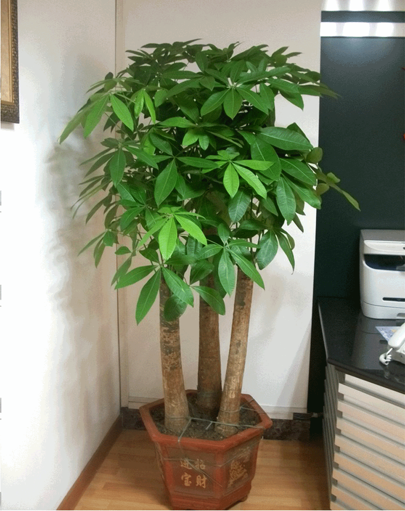 客厅|6种“吉利花”,养在客厅最适合,好看又大气,不见光照也能开爆