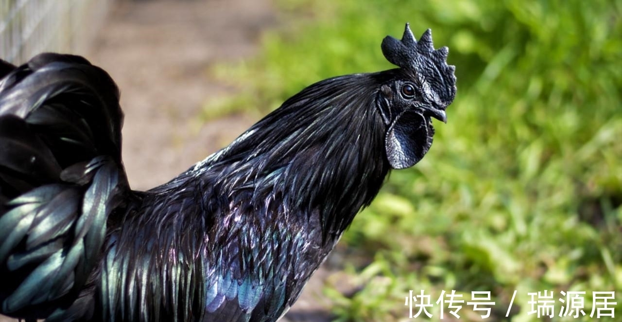 特丽莎|有趣的冷门小知识分享,你们知道世界上最贵的鸡吗?
