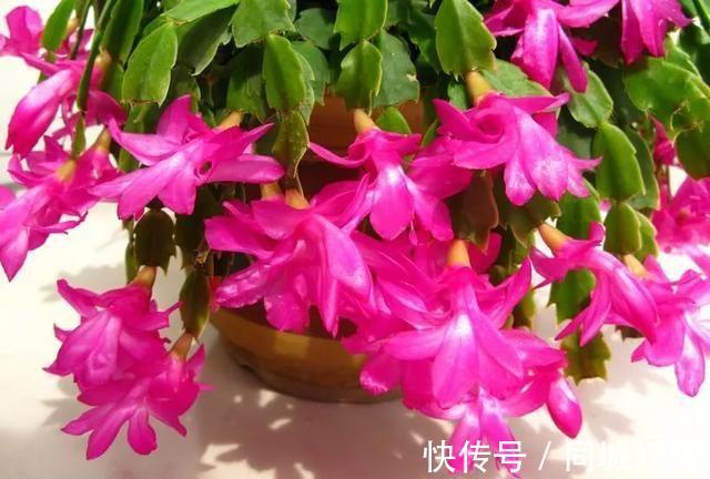 10月养蟹爪兰只要做好“小细节”,不掉花苞,越开越水灵