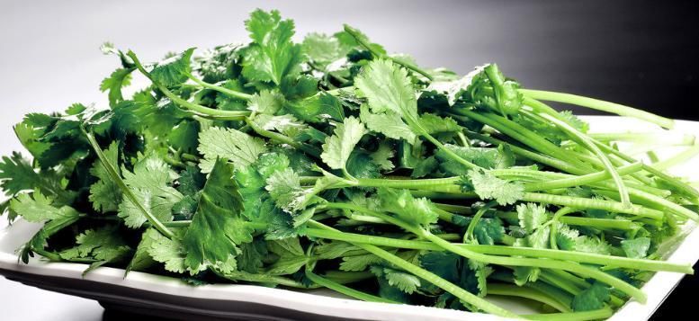 你爱吃香菜吗?香菜的功效与作用你知道多少呢?快来看看吧!