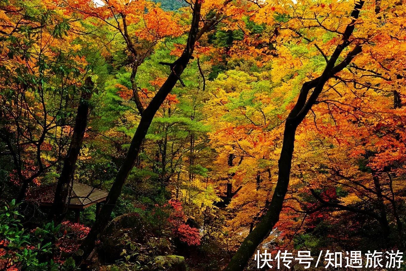 红叶|10月，国内这9个地方藏着最美的秋色，千万不能错过