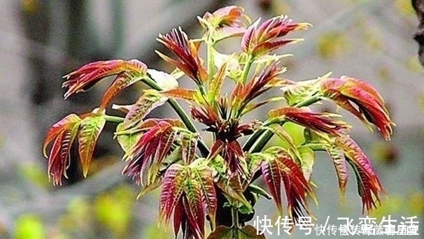 养分|被称“天下第一山珍”的它,养肝又利肺,却有中毒隐患!