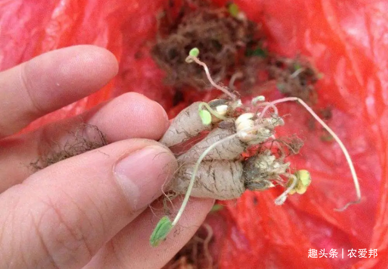农村娃|农村这种植物除了叶子能吃以外,它的根也能吃,儿时的美味!